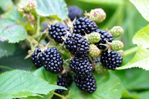 Blackberry Bush Removal in New Albany