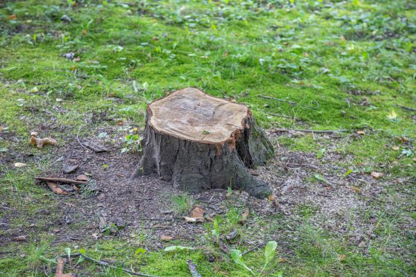 Bush Stump Removal in New Albany