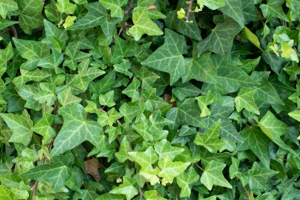 English Ivy Removal in New Albany