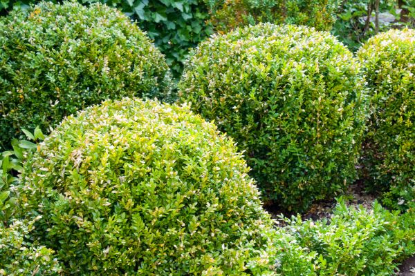 Landscape Trimming Service in New Albany
