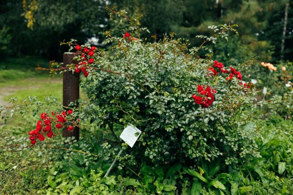 Rose Bush Removal in New Albany