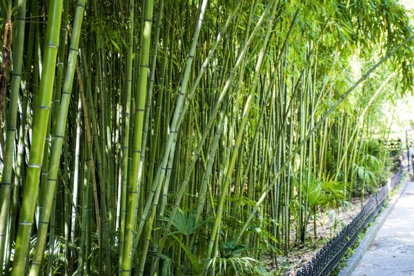Bamboo Root Removal in New Albany