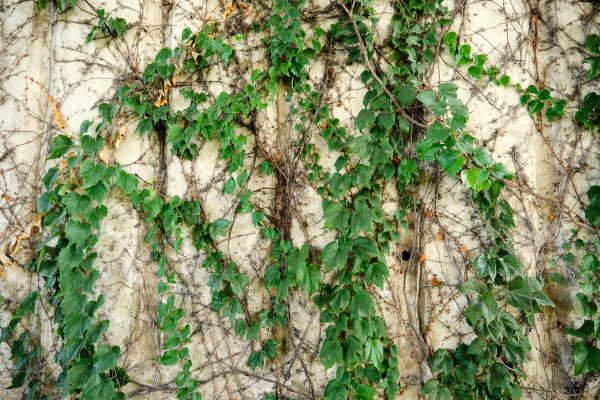 Vine Removal Service in New Albany