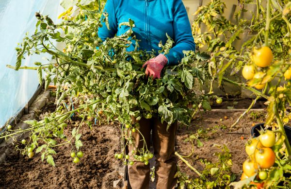 Garden Plant Removal in New Albany