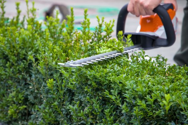 Hedge Shearing in New Albany