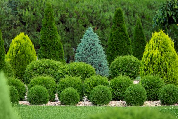 Shrub Shaping in New Albany