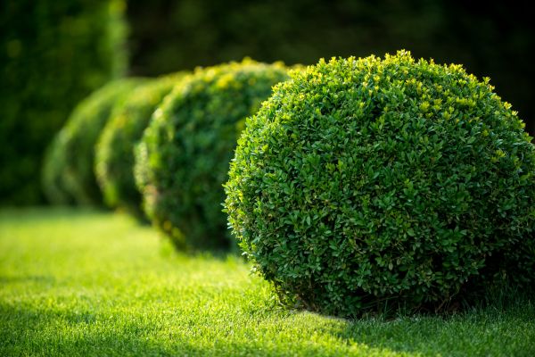 Bush Pruning in New Albany