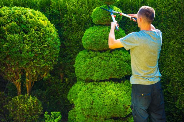Topiary Shaping in New Albany