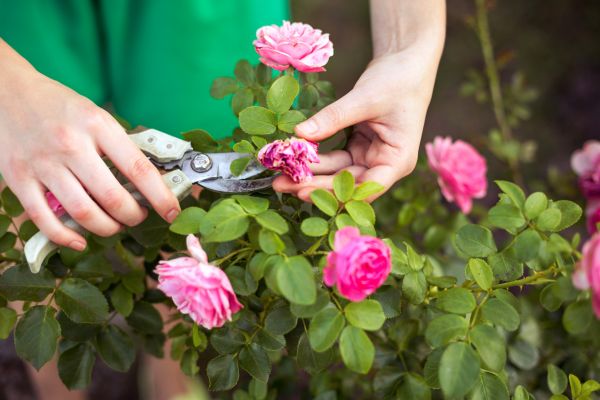 Rose Shearing in New Albany