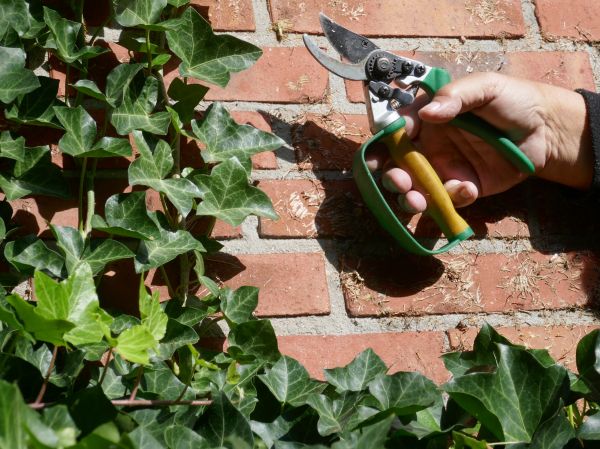 Ivy Removal Service in New Albany