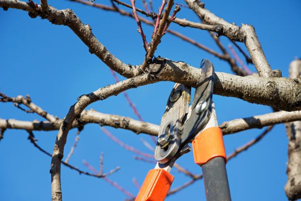 Selective Pruning in New Albany