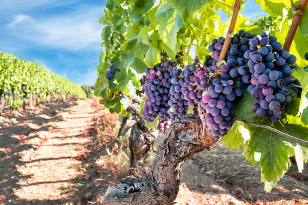 Grapevine Pruning in New Albany