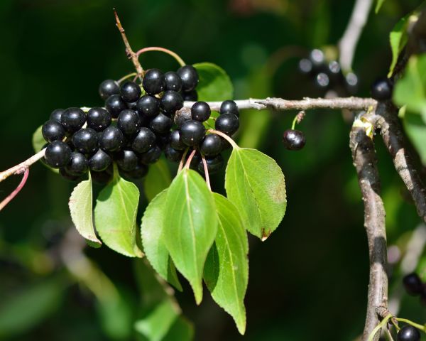 Buckthorn Removal in New Albany