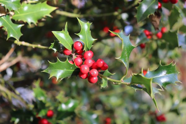 Holly Tree Trimming in New Albany
