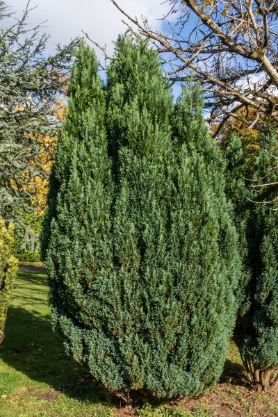 Juniper Trimming in New Albany