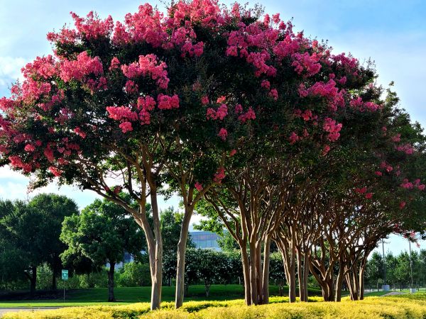 Crepe Myrtle Pruning in New Albany