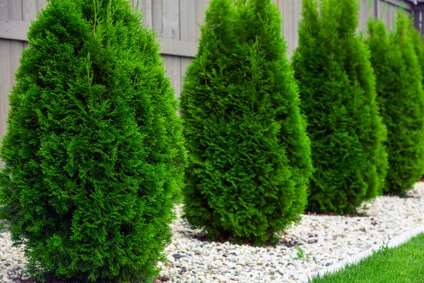 Arborvitae Pruning in New Albany