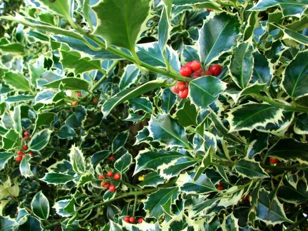 Holly Bushes Trimming in New Albany