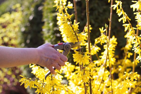 Forsythia Pruning in New Albany