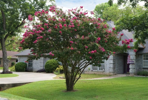 Crepe Myrtle Trimming in New Albany