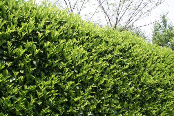 Laurel Shrub Removal in New Albany
