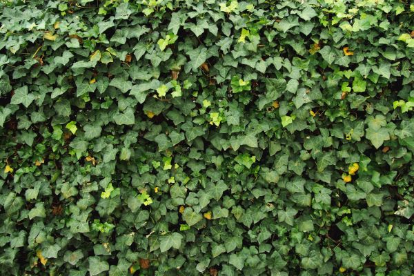 Ivy Pruning service in New Albany