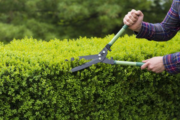 Evergreen Shrub Pruning in New Albany
