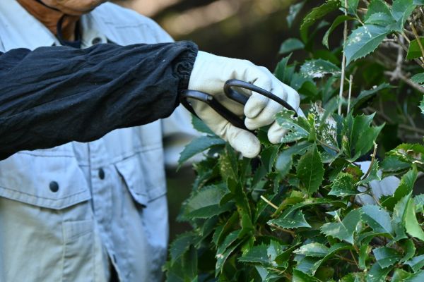 Holly Pruning in New Albany