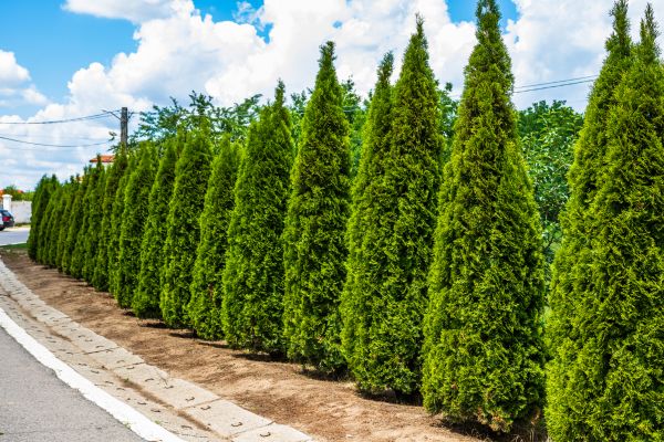 Arborvitae Shearing in New Albany