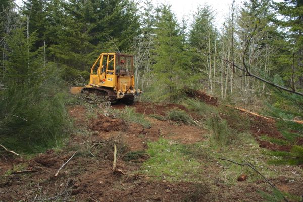Shrubbery Clearing in New Albany