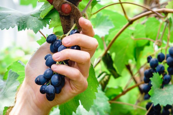 Vineyard Pruning in New Albany