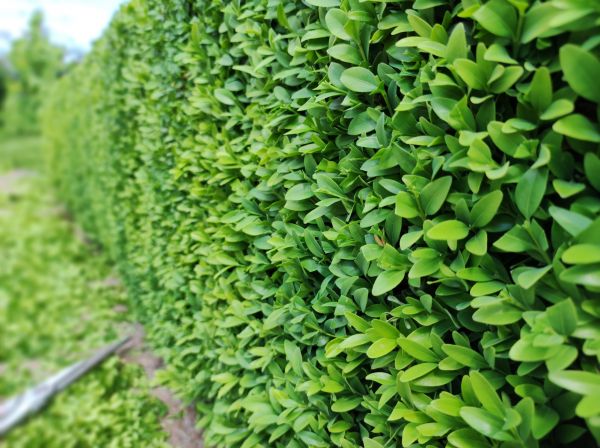 Boxwood Pruning in New Albany