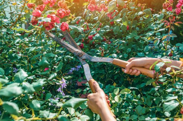 Knockout Roses Pruning in New Albany