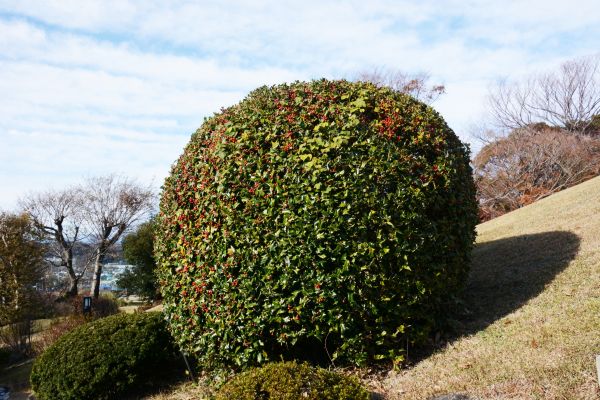 Holly Shrub Pruning in New Albany