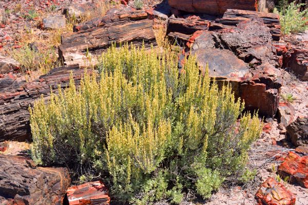 Sagebrush Removal in New Albany