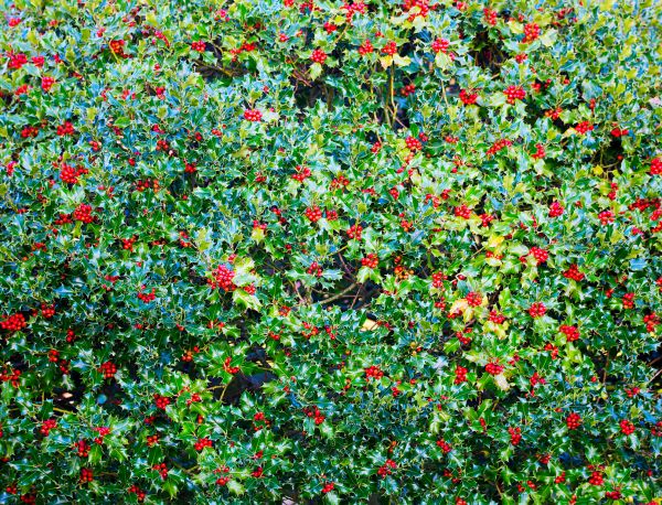 Holly Bush Removal in New Albany