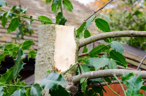 Holly Tree Removal in New Albany