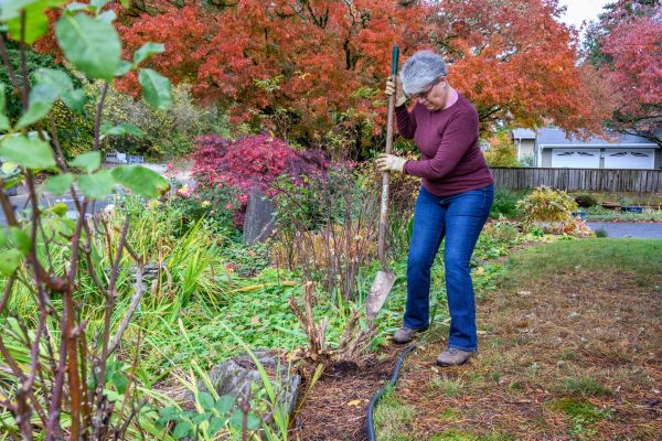 Dead Bush Removal in New Albany