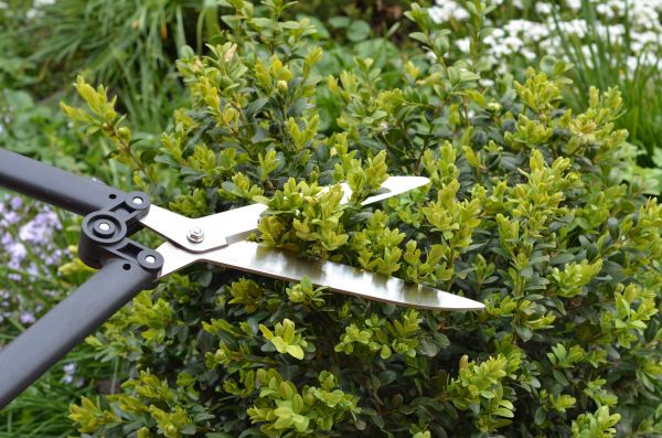 Boxwood Trimming in New Albany