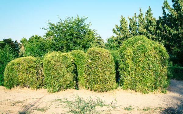 Bamboo Hedge Removal in New Albany