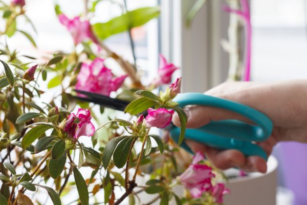 Azalea Pruning in New Albany