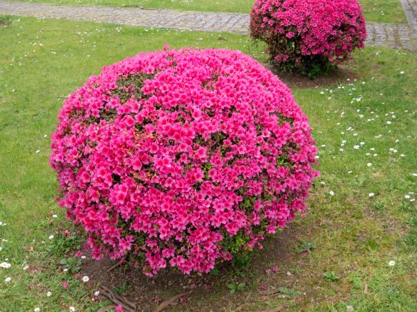 Rhododendron Pruning in New Albany