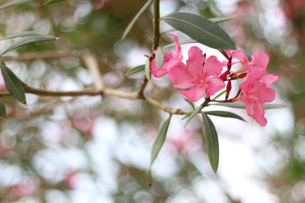 Oleander Removal in New Albany