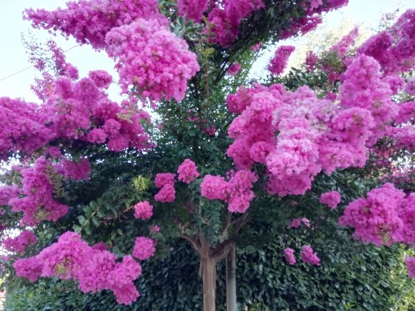Crape Myrtle Pruning in New Albany