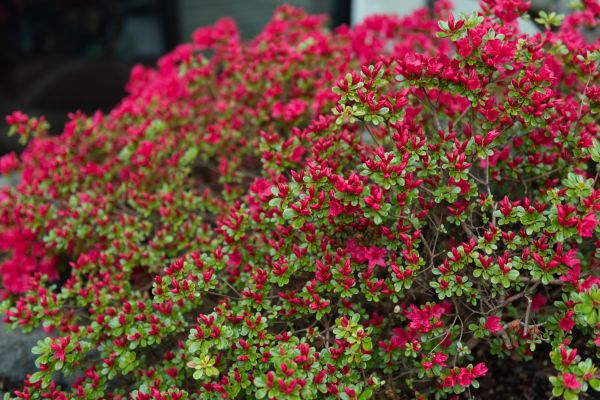 Weigela Removal Service in New Albany