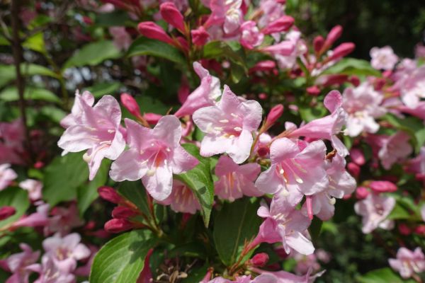 Weigela Pruning Service in New Albany