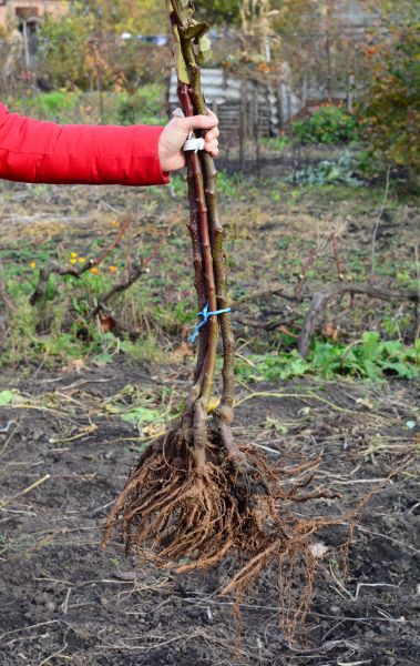 Shrub Root Removal in New Albany