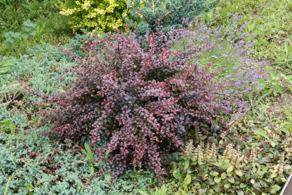 Japanese Barberry Removal in New Albany