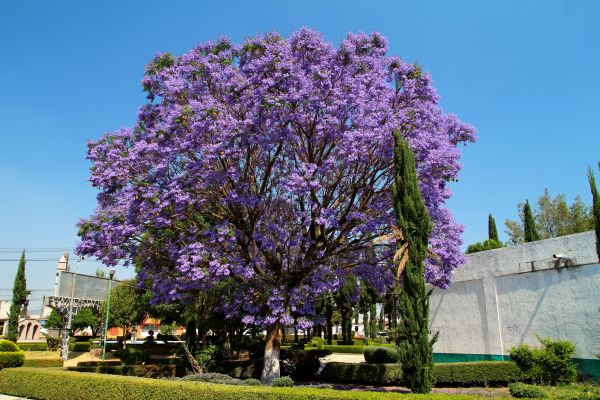 Jacaranda Pruning in New Albany