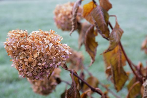 Hydrangea Removal in New Albany